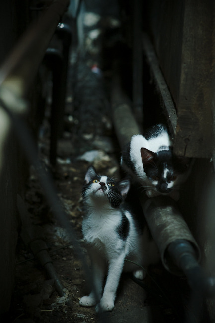 利物浦-大胜热刺,萨拉赫梅开二度领衔,利物浦与热刺足球比分预测