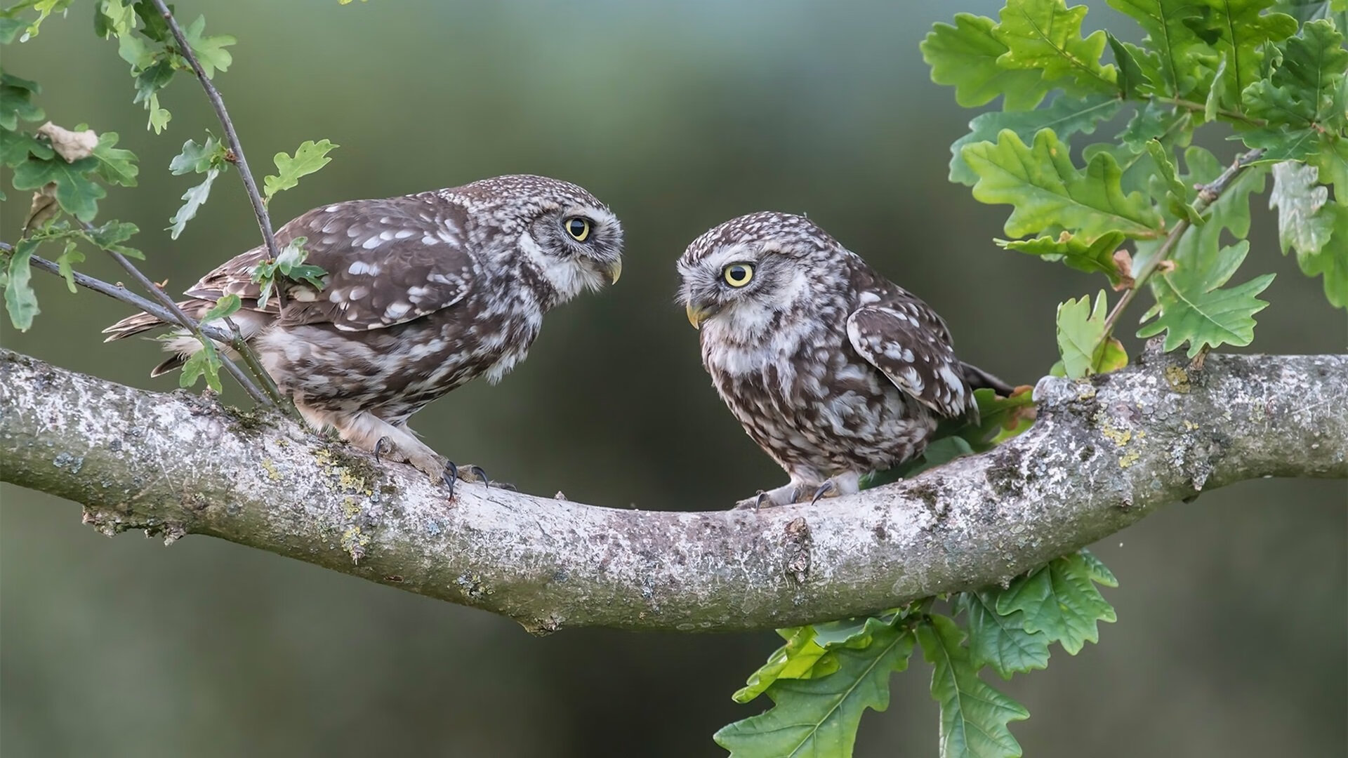 奥地利迎战挪威,欧洲国家联赛内战火爆上演,奥地利阵容2021欧洲杯