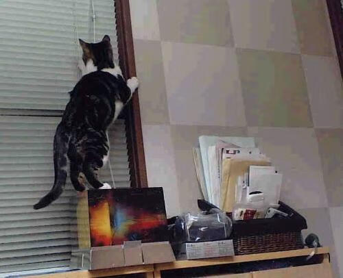 kaiyun开云·官方网站-托马索·切孔在男子100米仰泳中夺金，托马斯·索切克