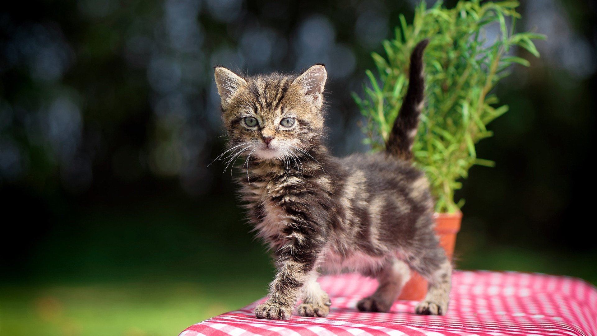 kaiyun体育综合-世界杯惊天逆转：坚持到底，梦想成真，世界杯瞬间