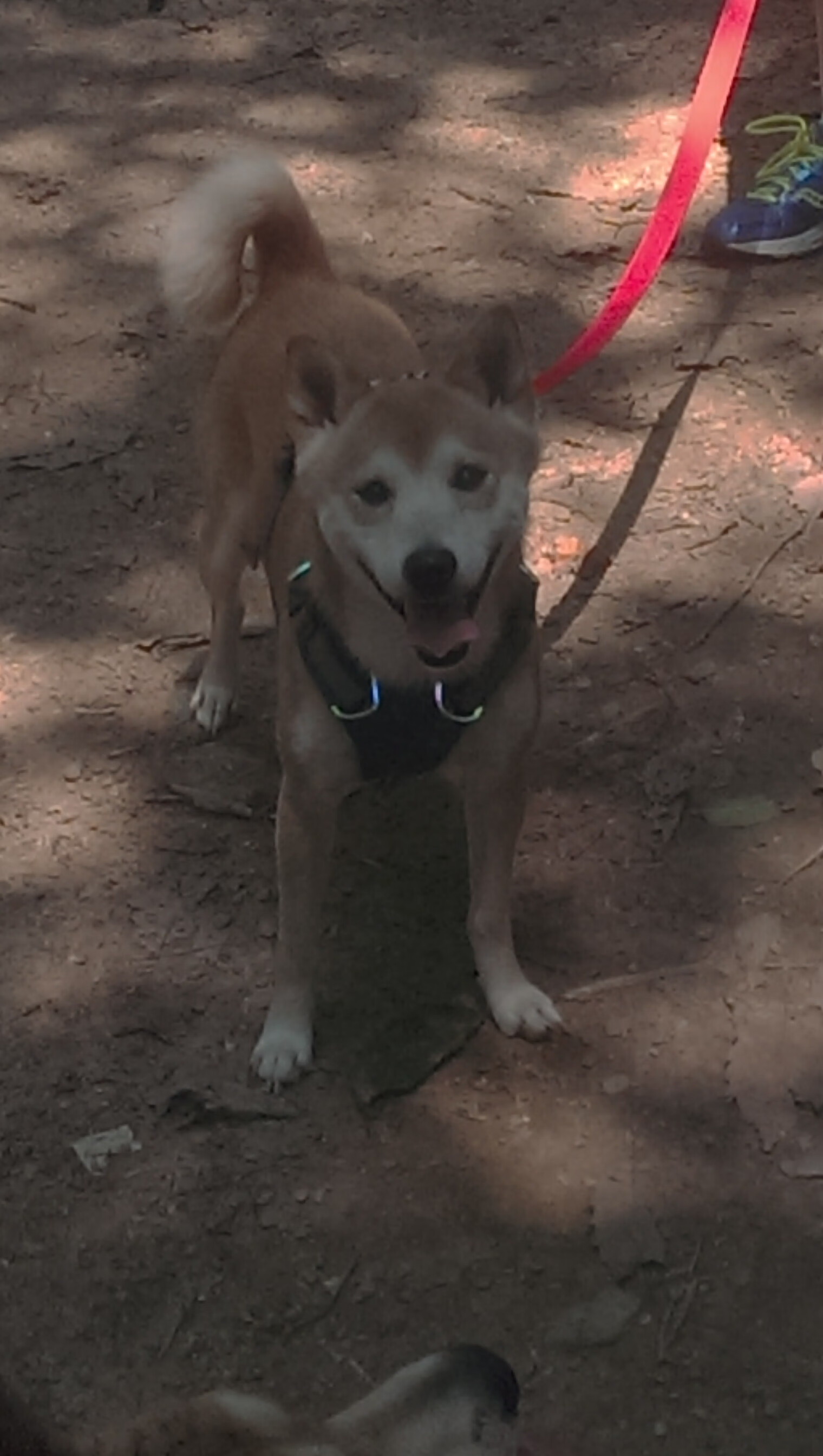 中国足球管理机制改革试图摆脱行政干预痕迹,足球改革20多年来,几位足球管理中心